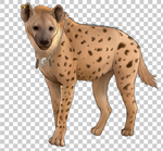 狗