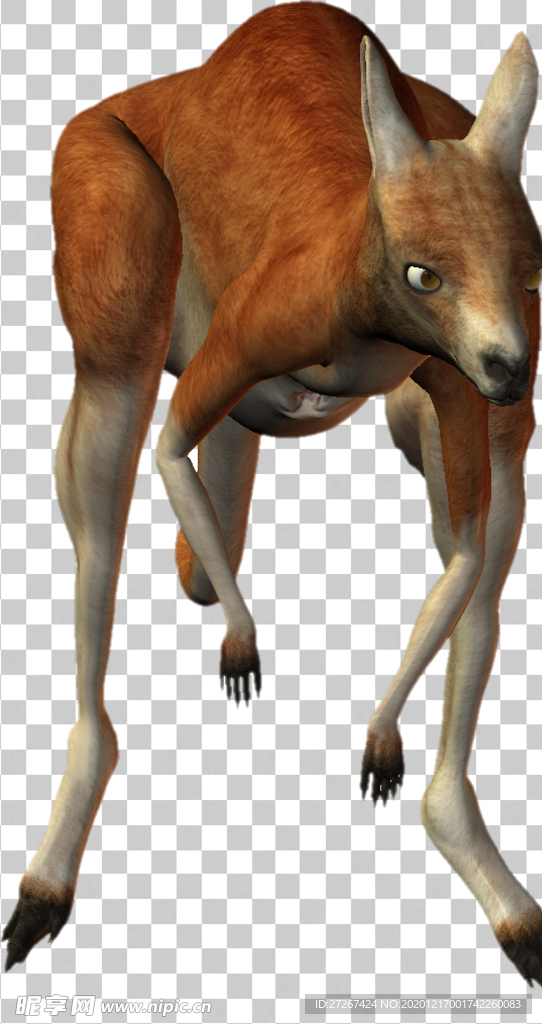 袋鼠