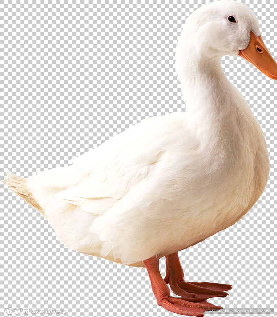 鹅