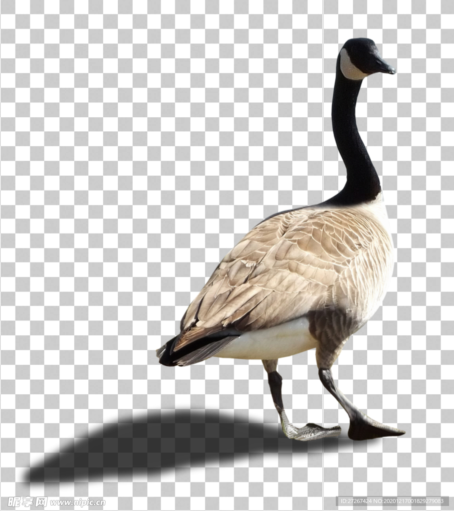 鹅