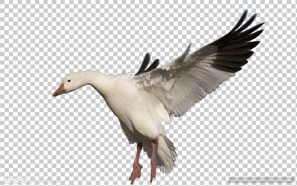 鹅