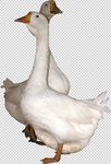 鹅