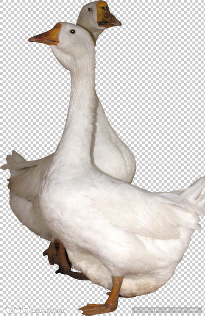鹅