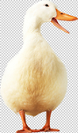 白鹅