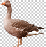 鹅