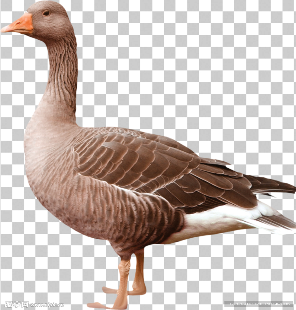 鹅