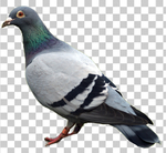 鸽子