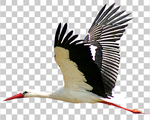 鹳