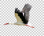 鹳