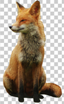 狐狸