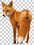 狐狸