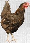 鸡