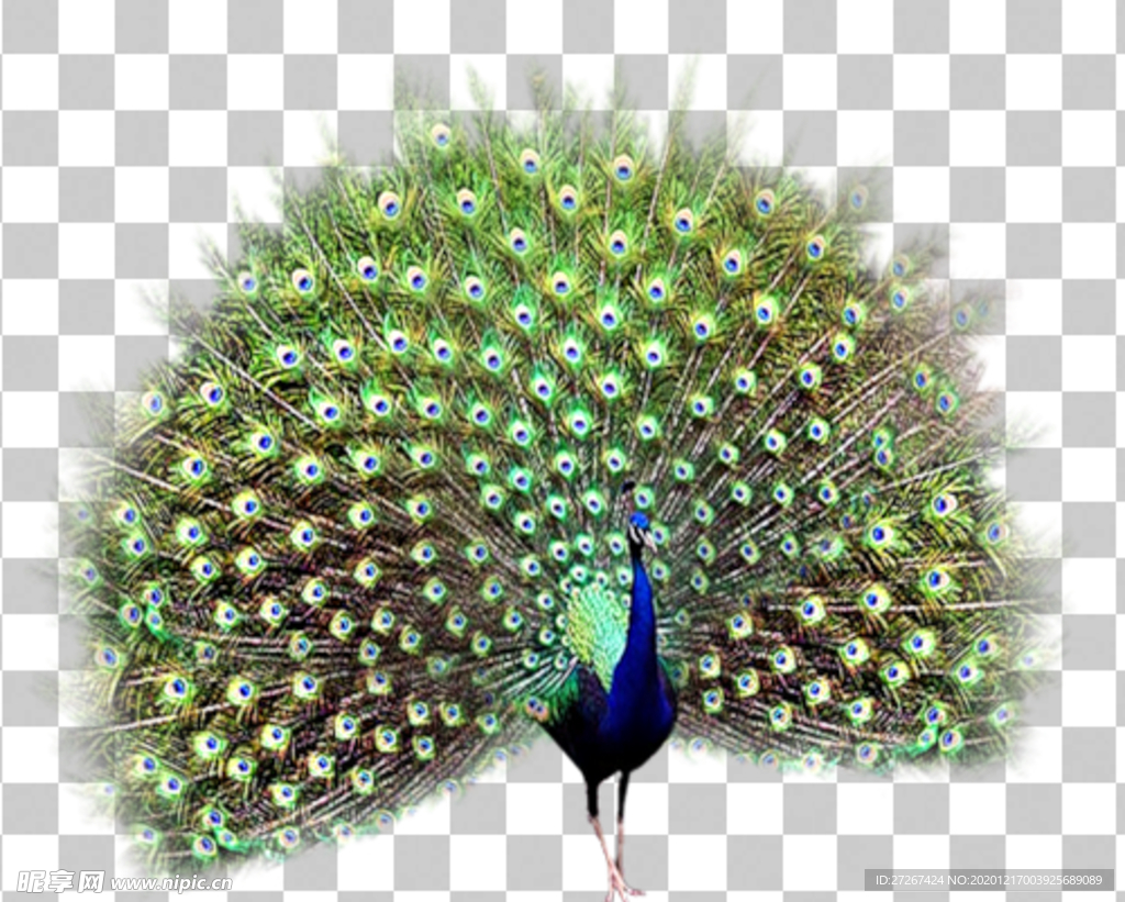 孔雀