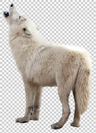 狼