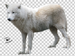 狼 P