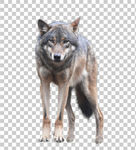 狼