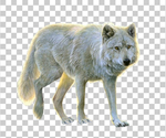 狼
