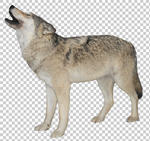 狼