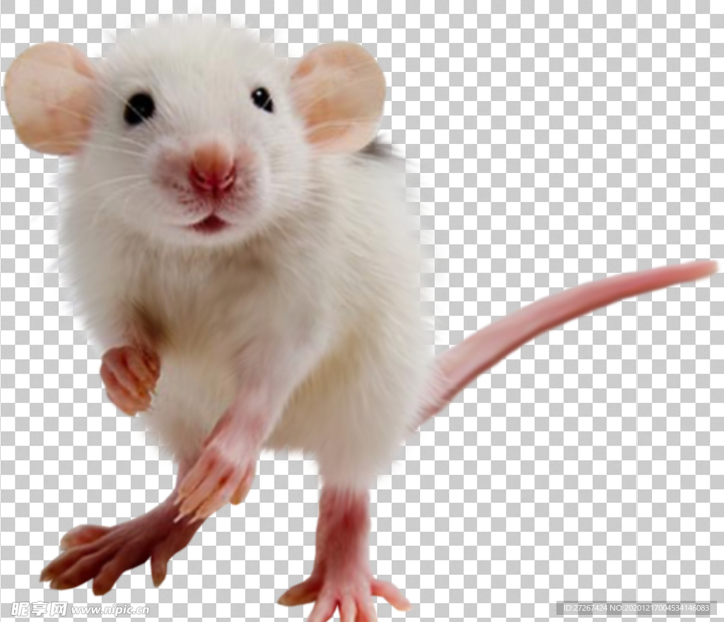 老鼠
