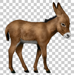 驴