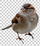 麻雀