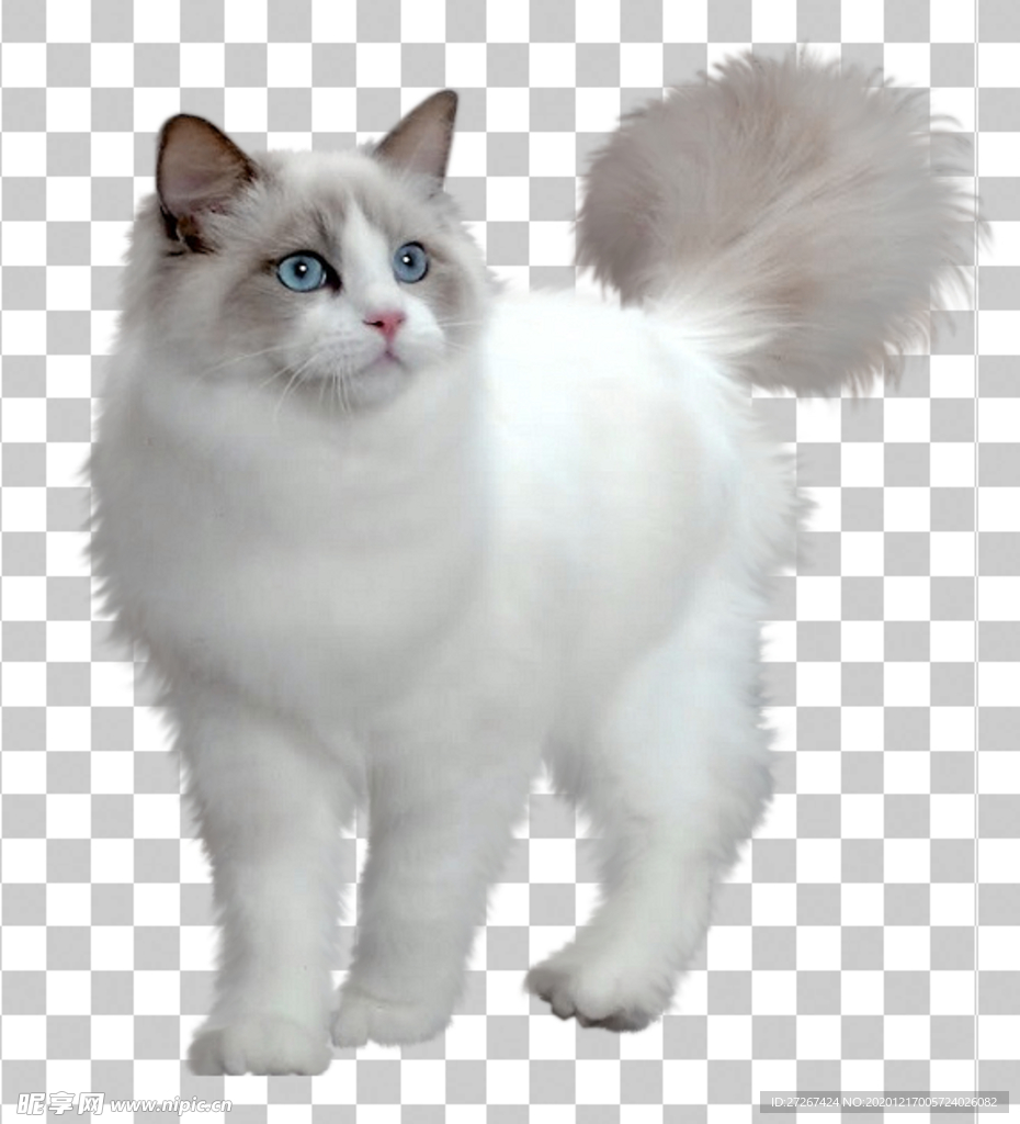 白猫