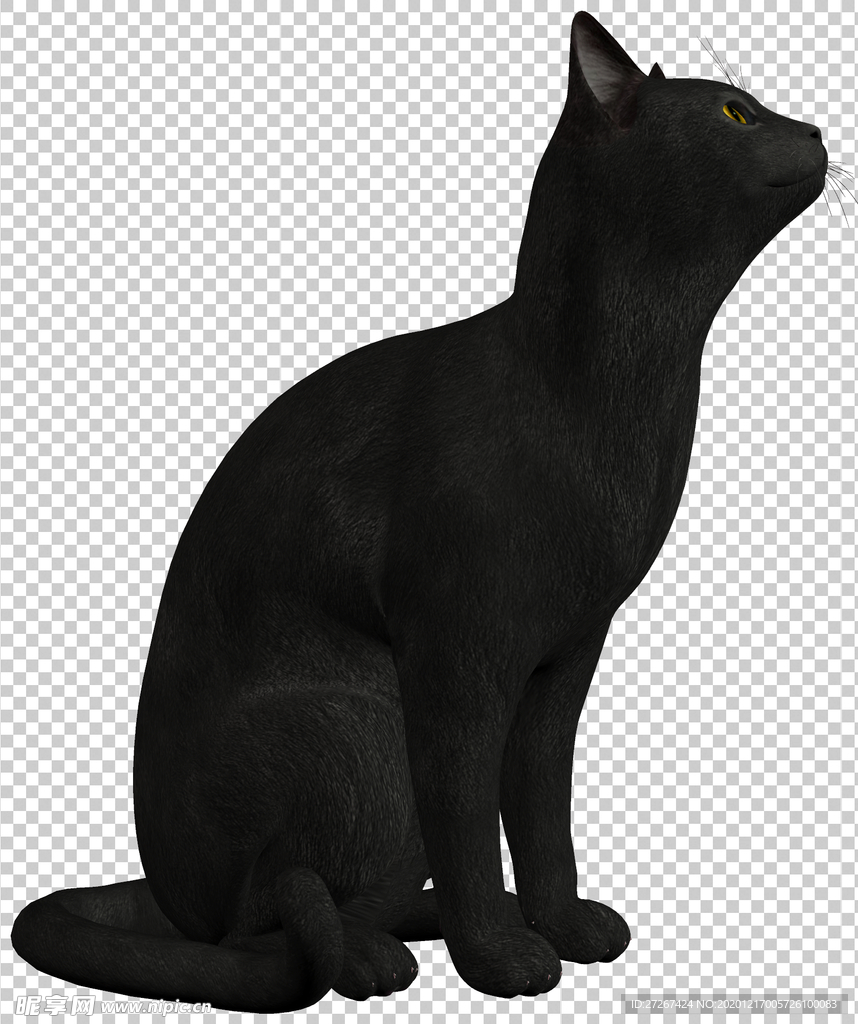 黑猫