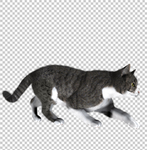 猫 透