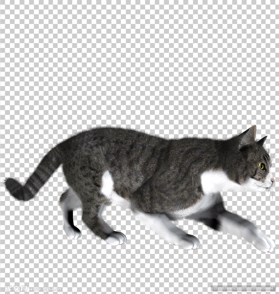 猫 透