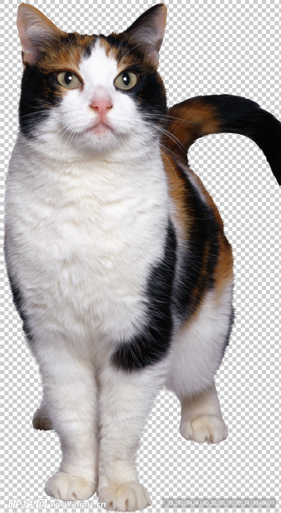 猫
