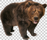 熊