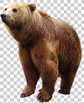 熊