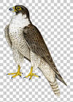 鹰
