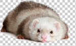 鼬