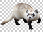 鼬