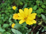 百日菊