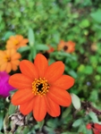 万花菊