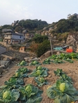 包菜园