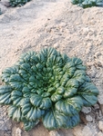 菊花心菜