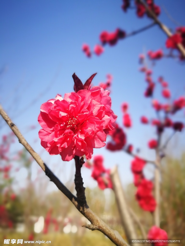 大红色鲜花