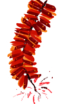 鞭炮爆竹新年喜庆元素PNG