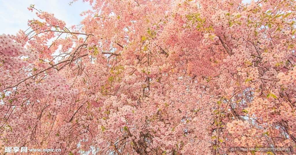 樱花