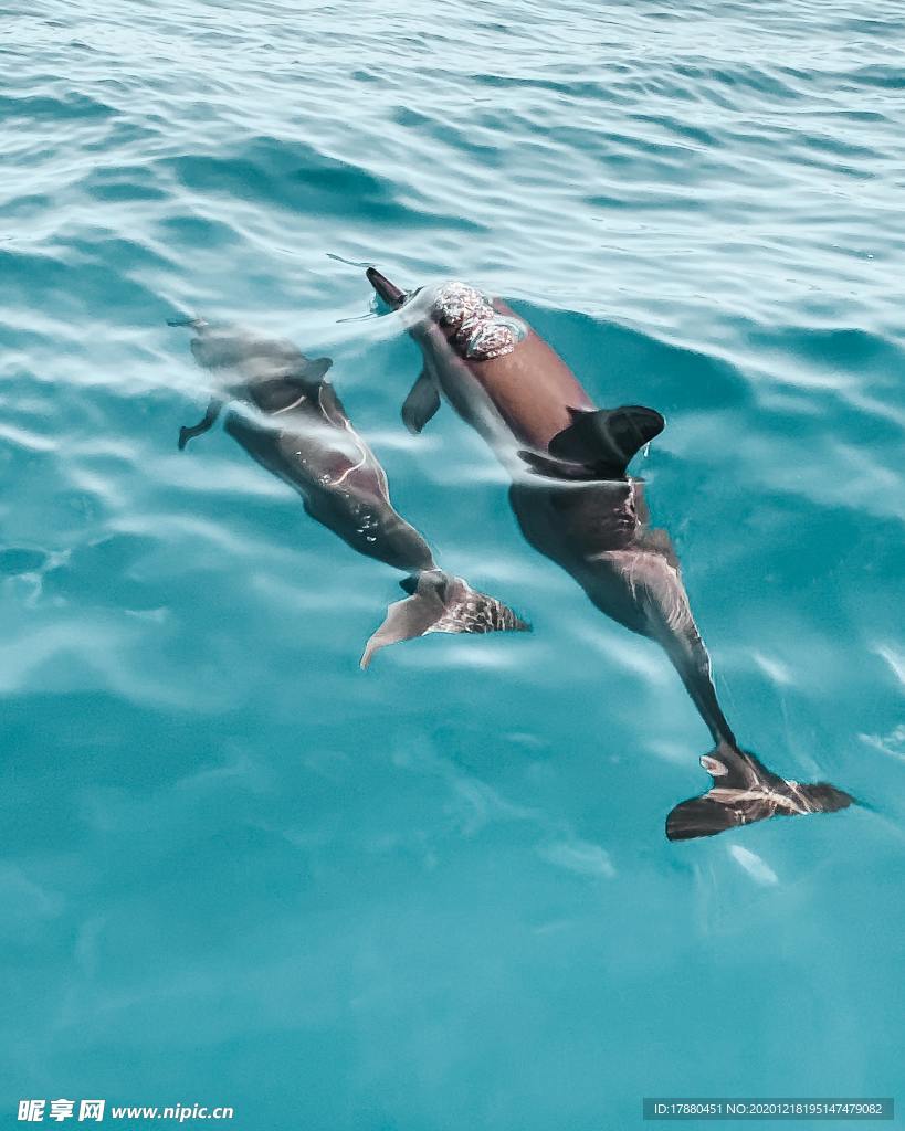 海豚