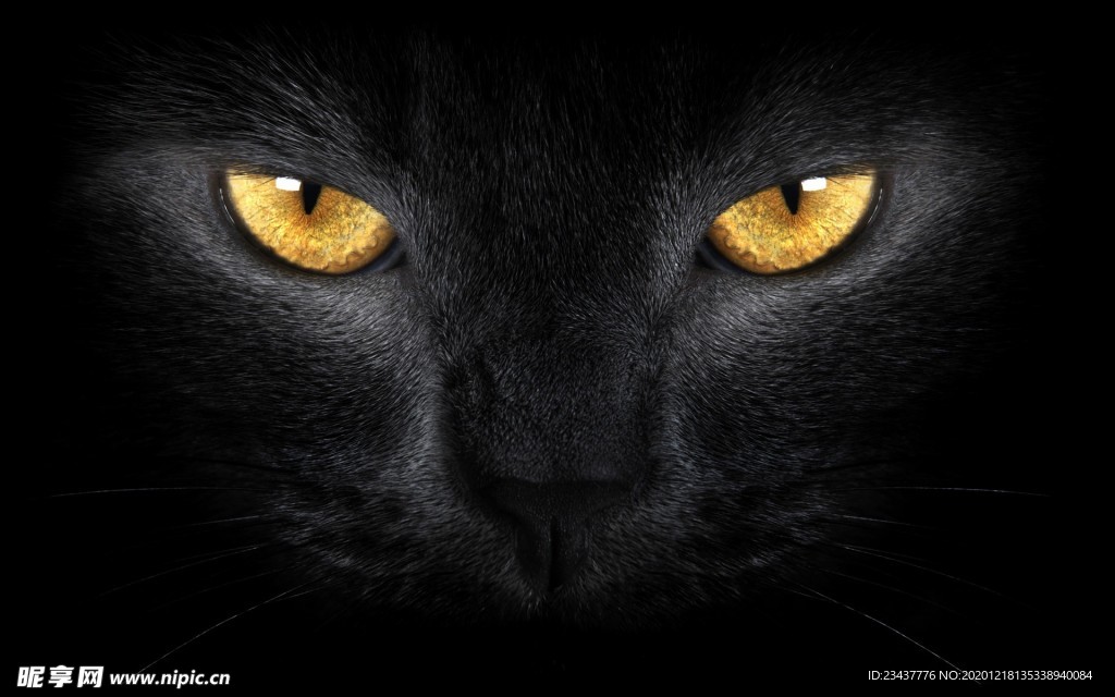 黑色猫