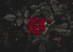 红玫瑰花