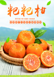 粑粑柑