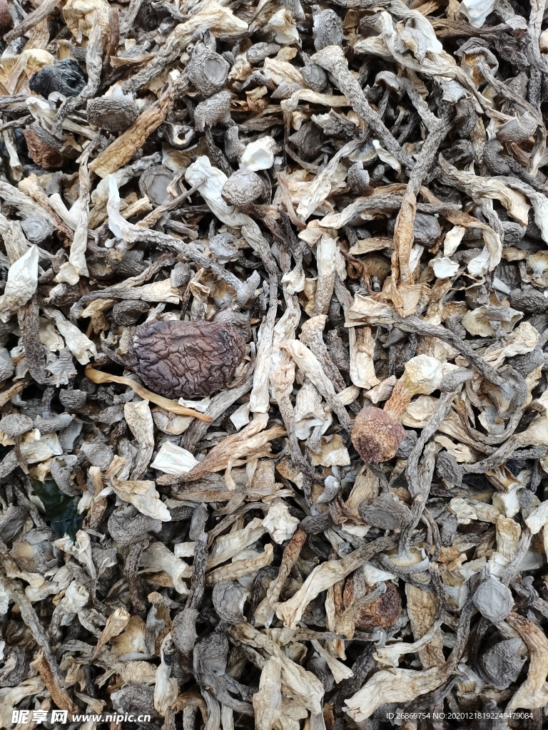干菌