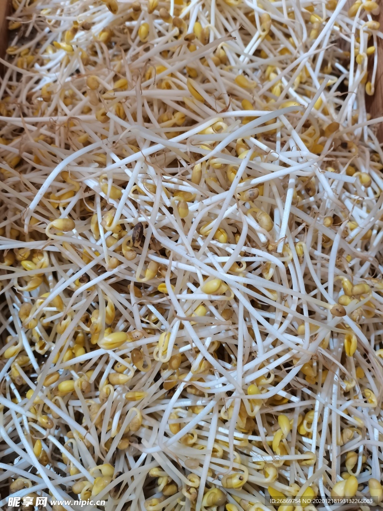 黄豆芽