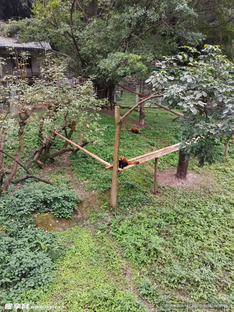 小熊猫