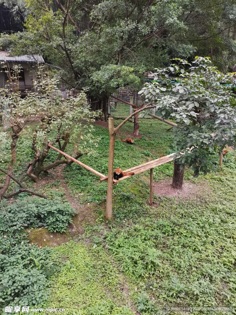 小熊猫